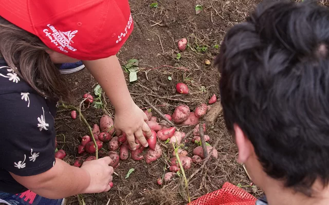 Dos personas recogiendo tubérculos del proyecto Semillas