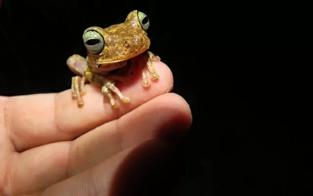 Rana de color dorado sujetada por una mano 