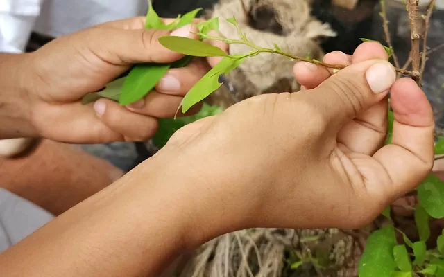 Manos recolectando hojas de coca 