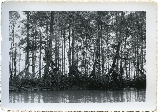 Fogón naranjo Río Guapi - Robert West