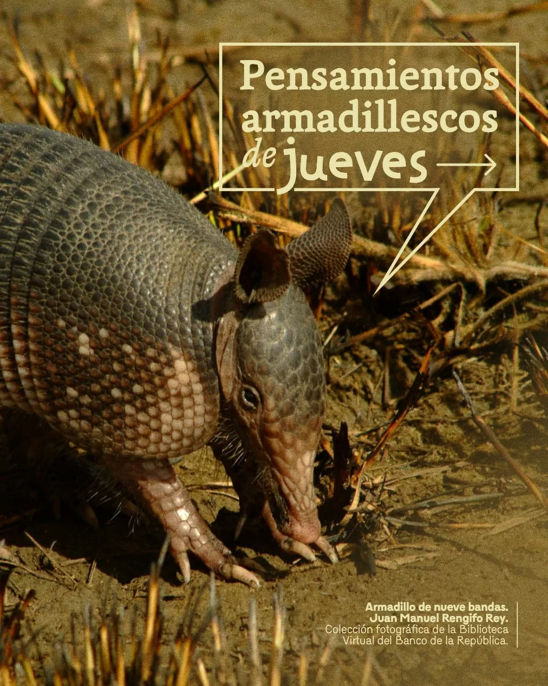 Pensamientos armadillescos de jueves.