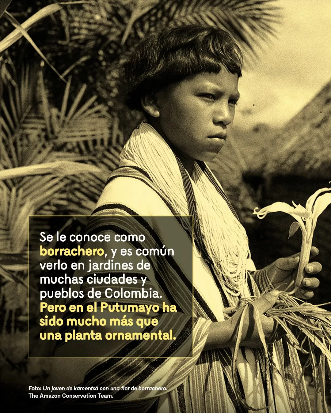 Fotografía de un joven con un borrachero en su mano y el texto: Se le conoce como borrachero, y es común verlo en jardines de muchas ciudades y pueblos de Colombia. Pero en el Putumayo ha sido mucho más que una planta ornamental