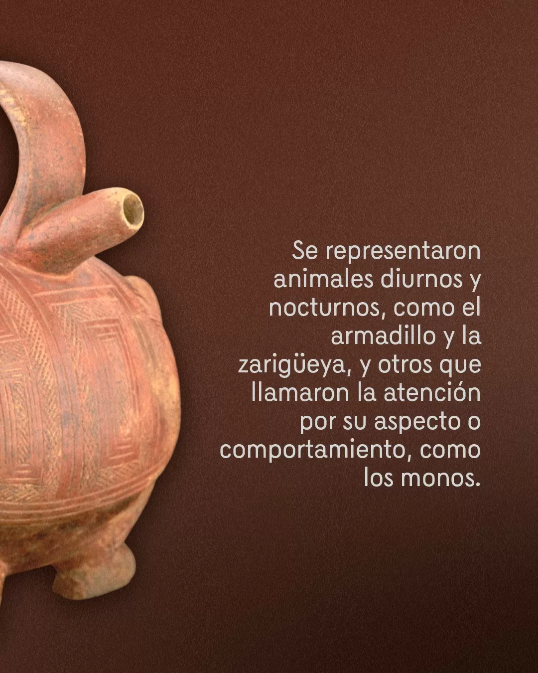Imagen de alcarraza y el texto: Se representaron animales diurnos y nocturnos, como el armadillo y la zarigueya, y otros que llamaron la atención por su aspecto o comportamiento, como los monos 