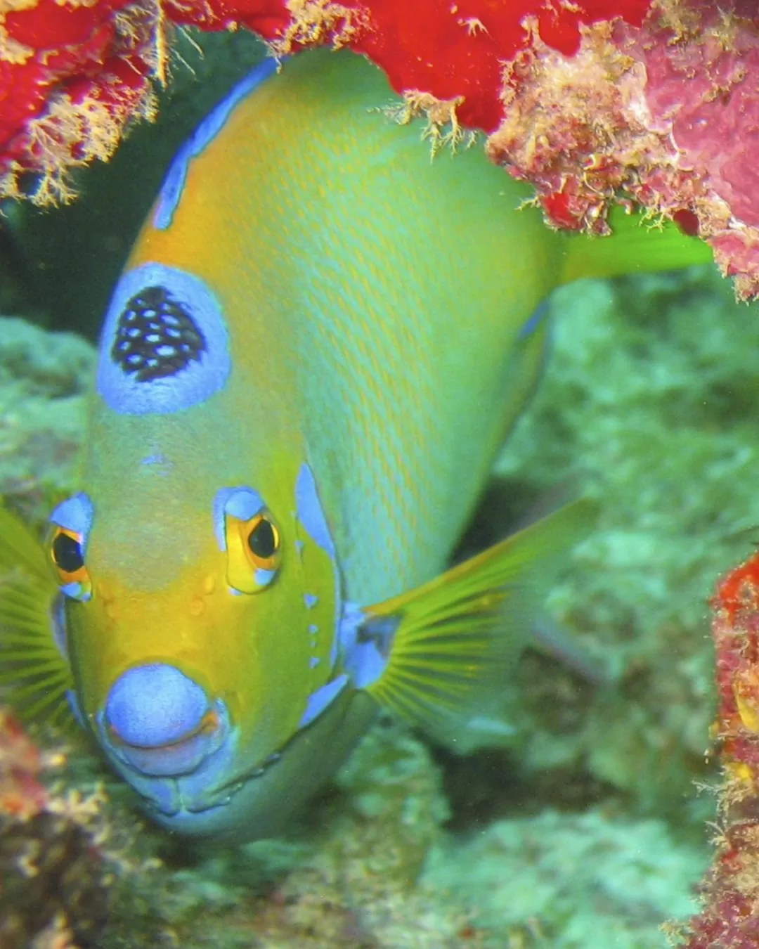 Foto a color, pez verde, colección Peces comunes en las zonas coralinas del Seaflower