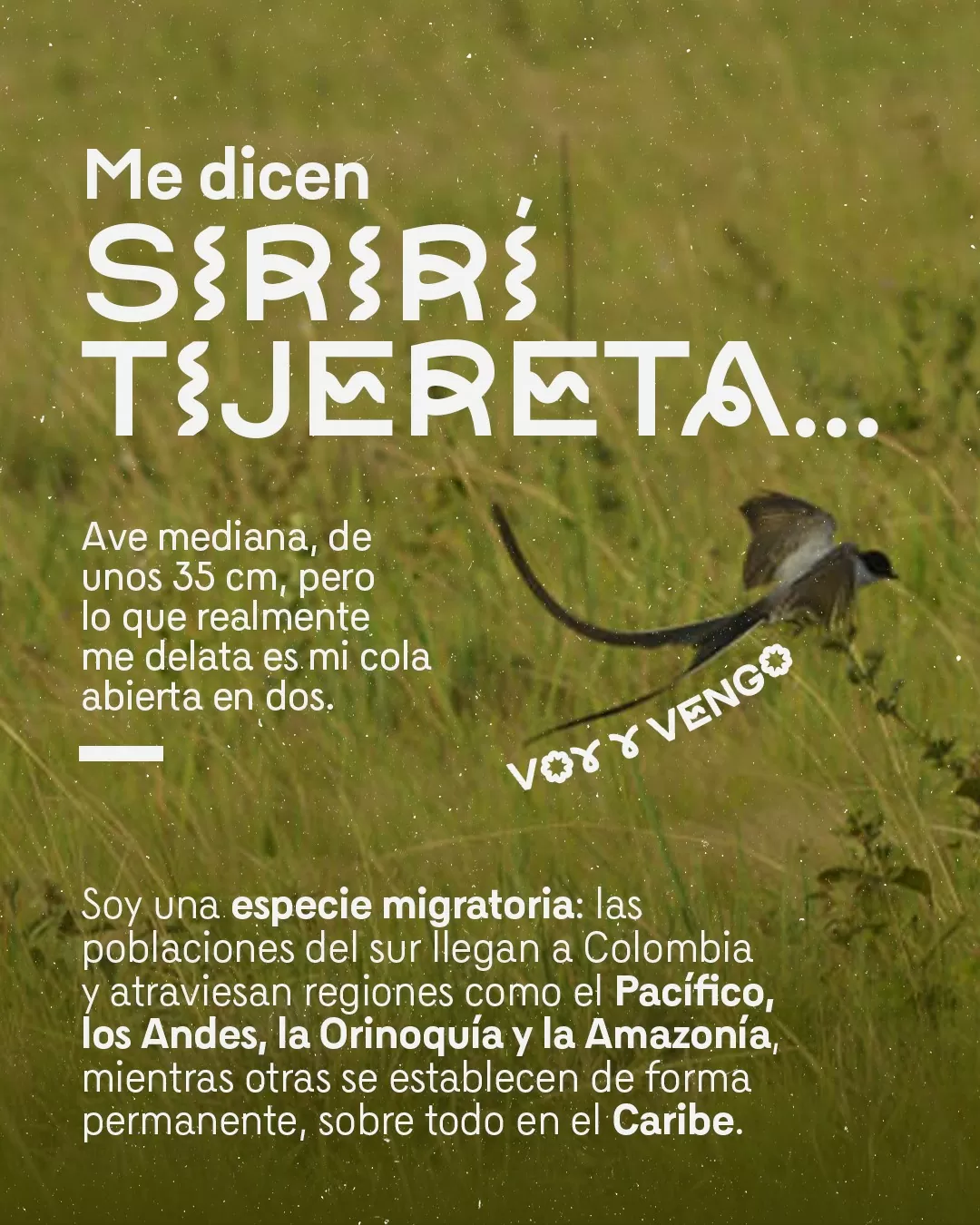 Me dicen Siriri Tijereta. Ave mediana de 35 cm, pero lo que realmente me delata es mi cola abierta en dos.