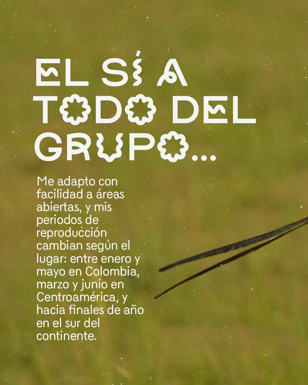 El sí a todo del grupo... me adapto con facilidad a áreas abiertas, y mis periodos de reproducción cambian según el lugar.
