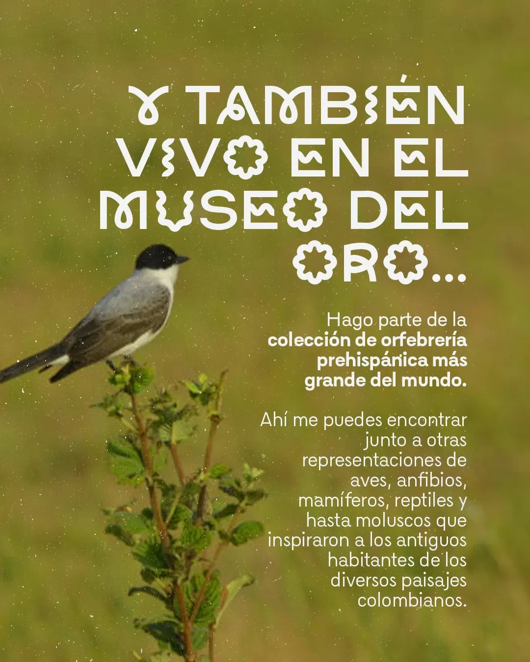 Y también vivo en el Museo del Oro y hago parte de la colección de orfebrería prehispánica más grande del mundo.
