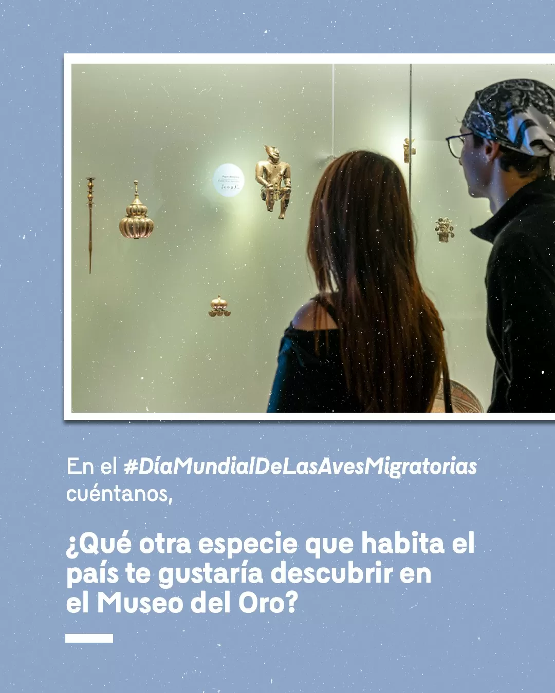 En el día mundial de las aves migratorias, cuéntanos ¿Qué otra especie que habita en el país et gustaría descubrir en el Museo del Oro?