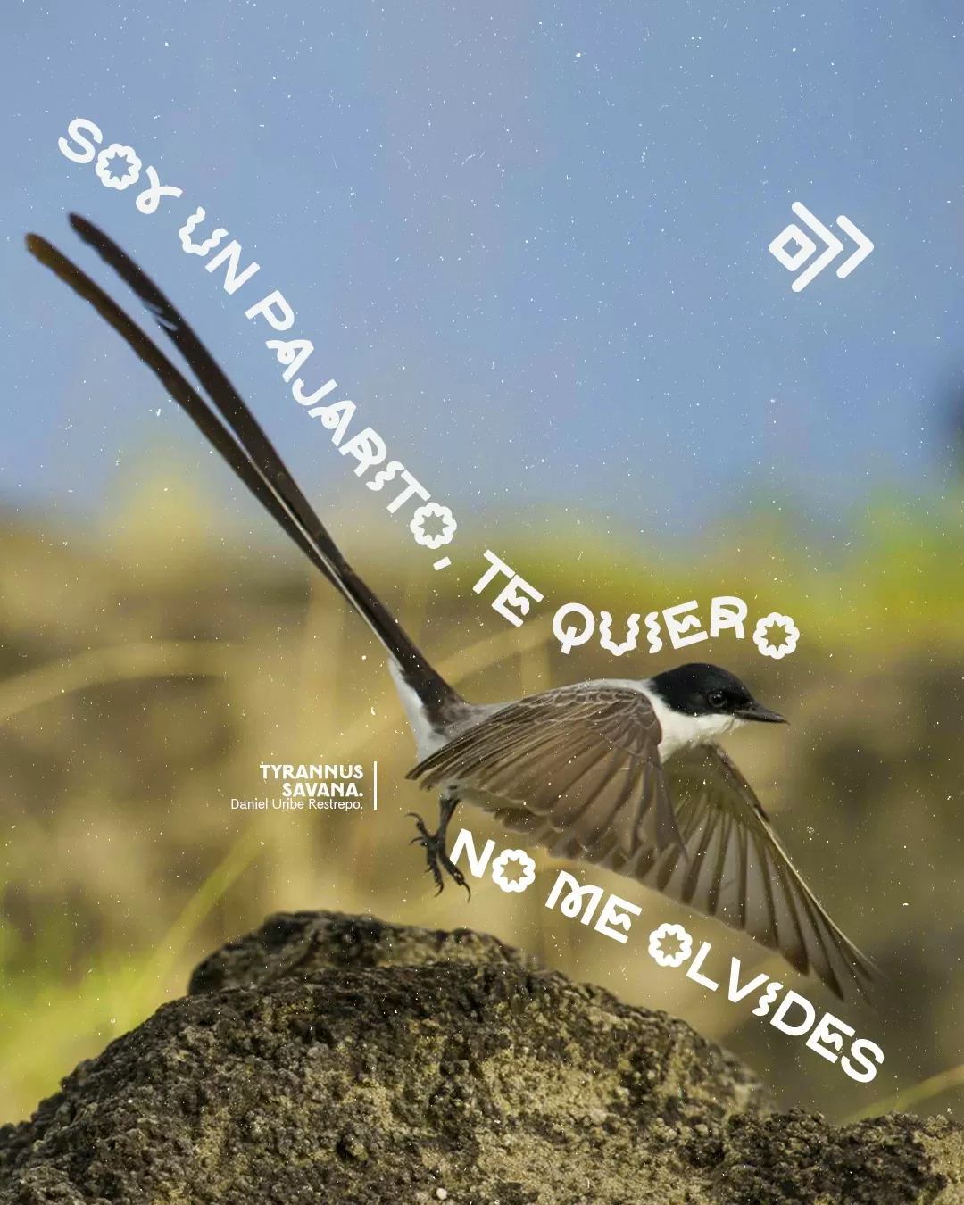 Soy un pajarito, te quiero no me olvides.