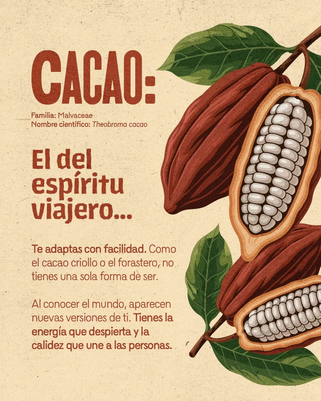 Imagen de semillas de cacao y el texto: Cacao, el del espíritu viajero...