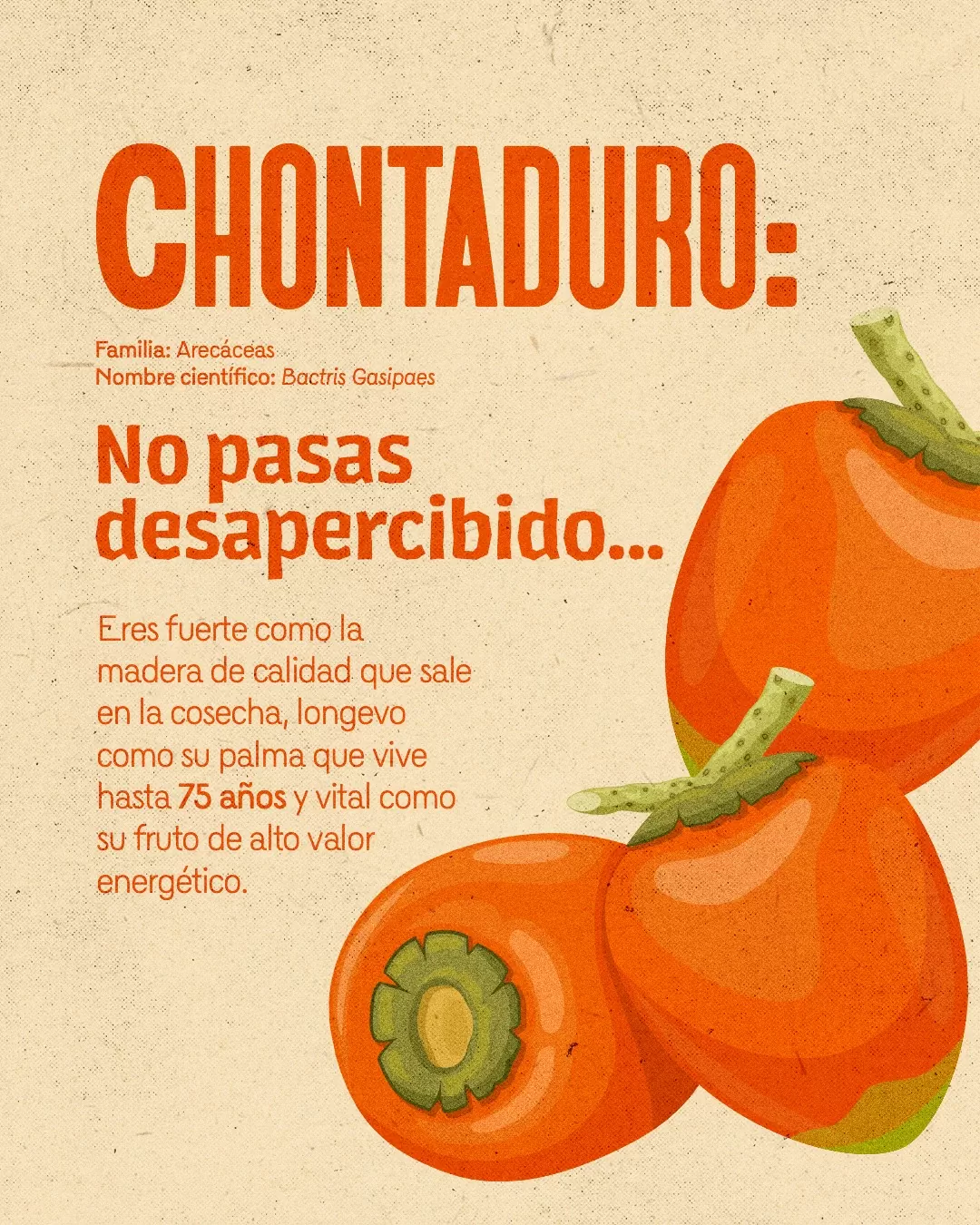 Imagen de semillas de chontaduro y el texto: Chontaduro, no pasas desapercibido...