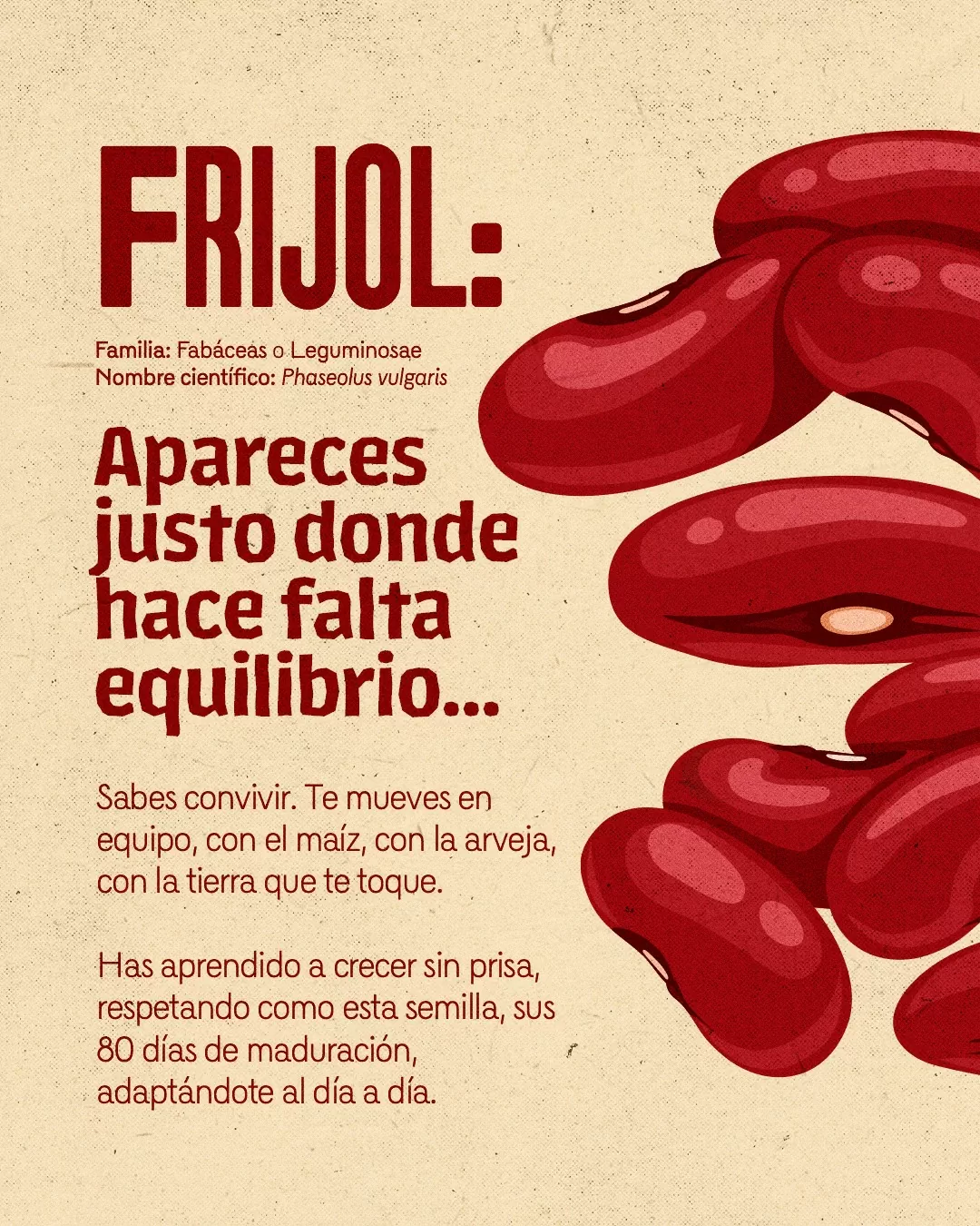 Imagen de frijoles y el texto: Frijol, apareces justo donde hace falta equilibrio...