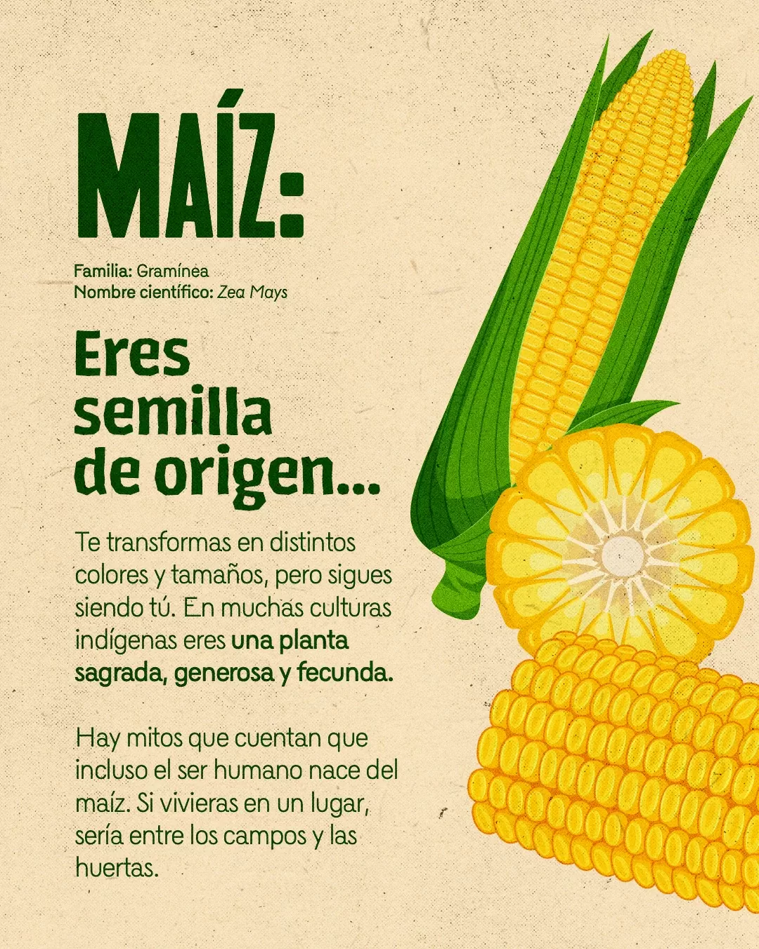 Imagen de maíz y el texto: Maíz, eres semilla de origen...