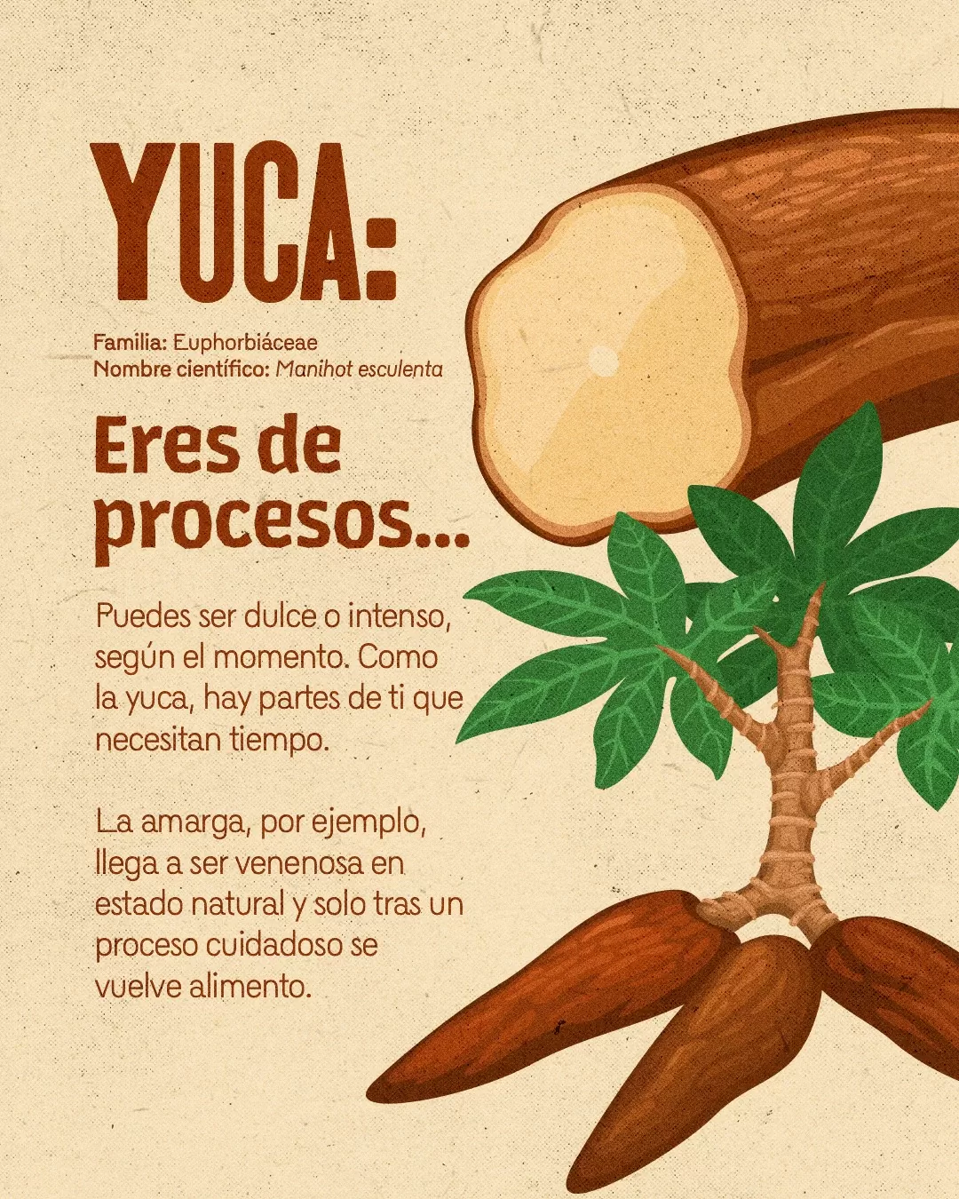 Imagen de semillas de yuca y el texto: Yuca, eres de procesos...