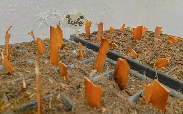 Bandeja de germinado con semillas de caoba 