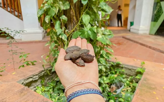 Cinco semillas de caracolí sobre una mano 