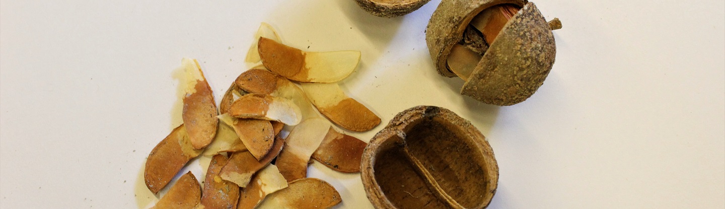 Detalle de semilla y de frutos de una especie del bosque seco tropical. Reserva civil Jaguar del Carrizal