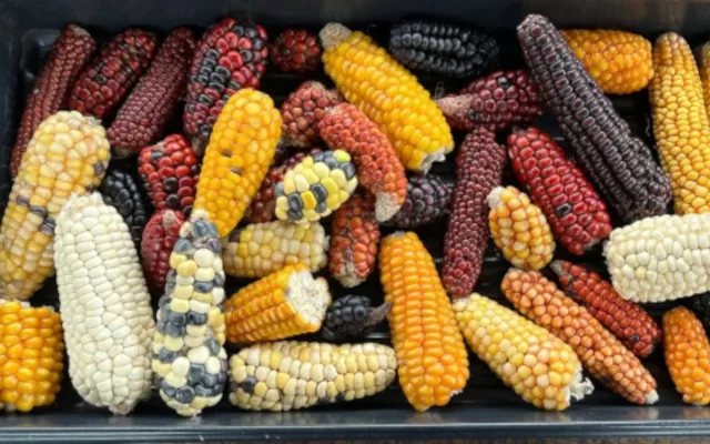 Semillas seguridad alimentaria maíz