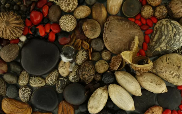 El poder de las semillas Instituto Humboldt 