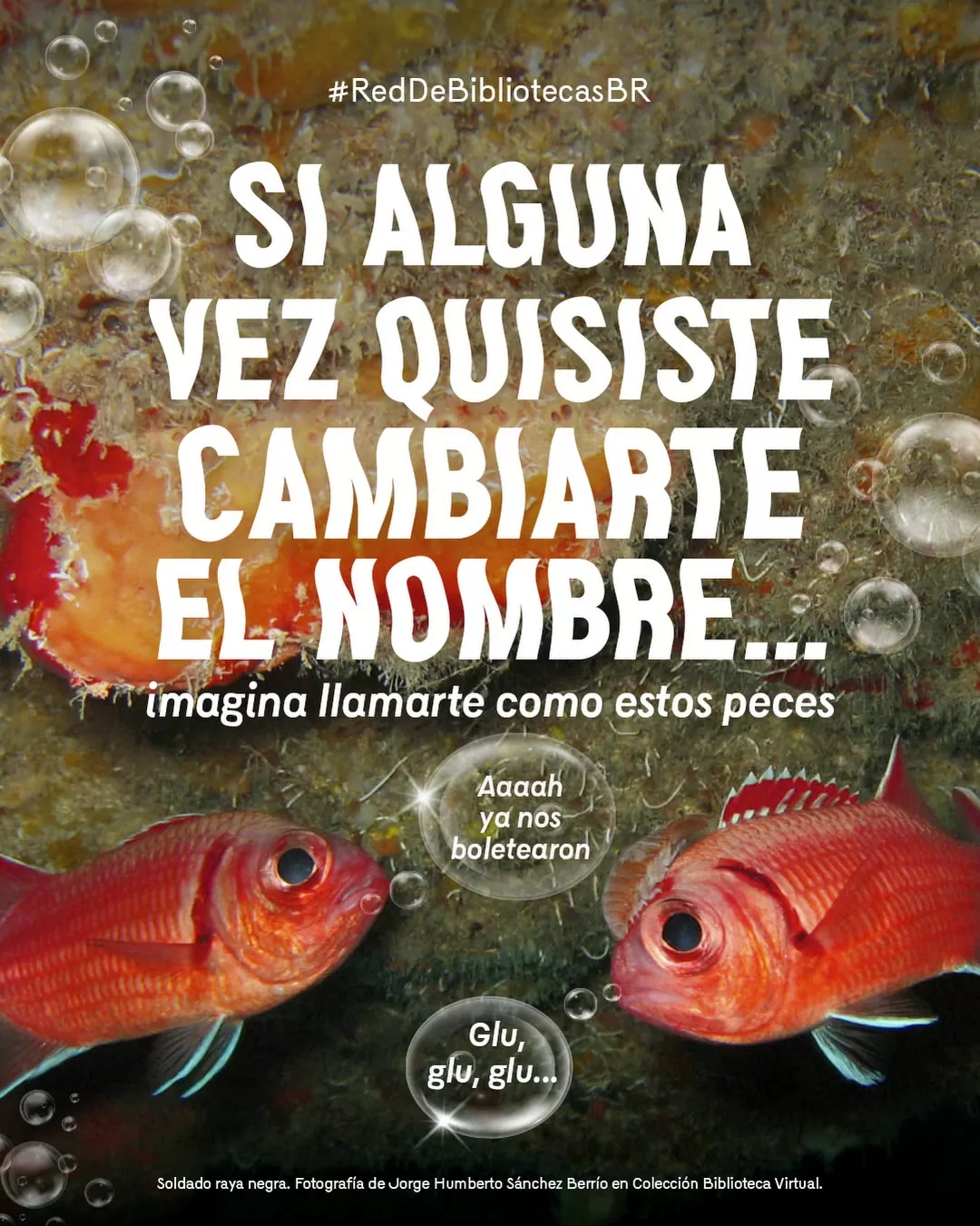 Si alguna vez quisiste cambiarte el nombre... imagina llamarte como estos peces.