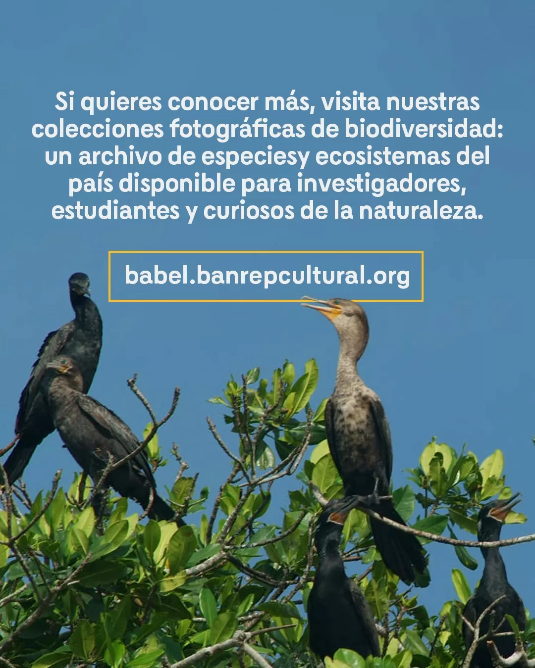 Fotografías de aves