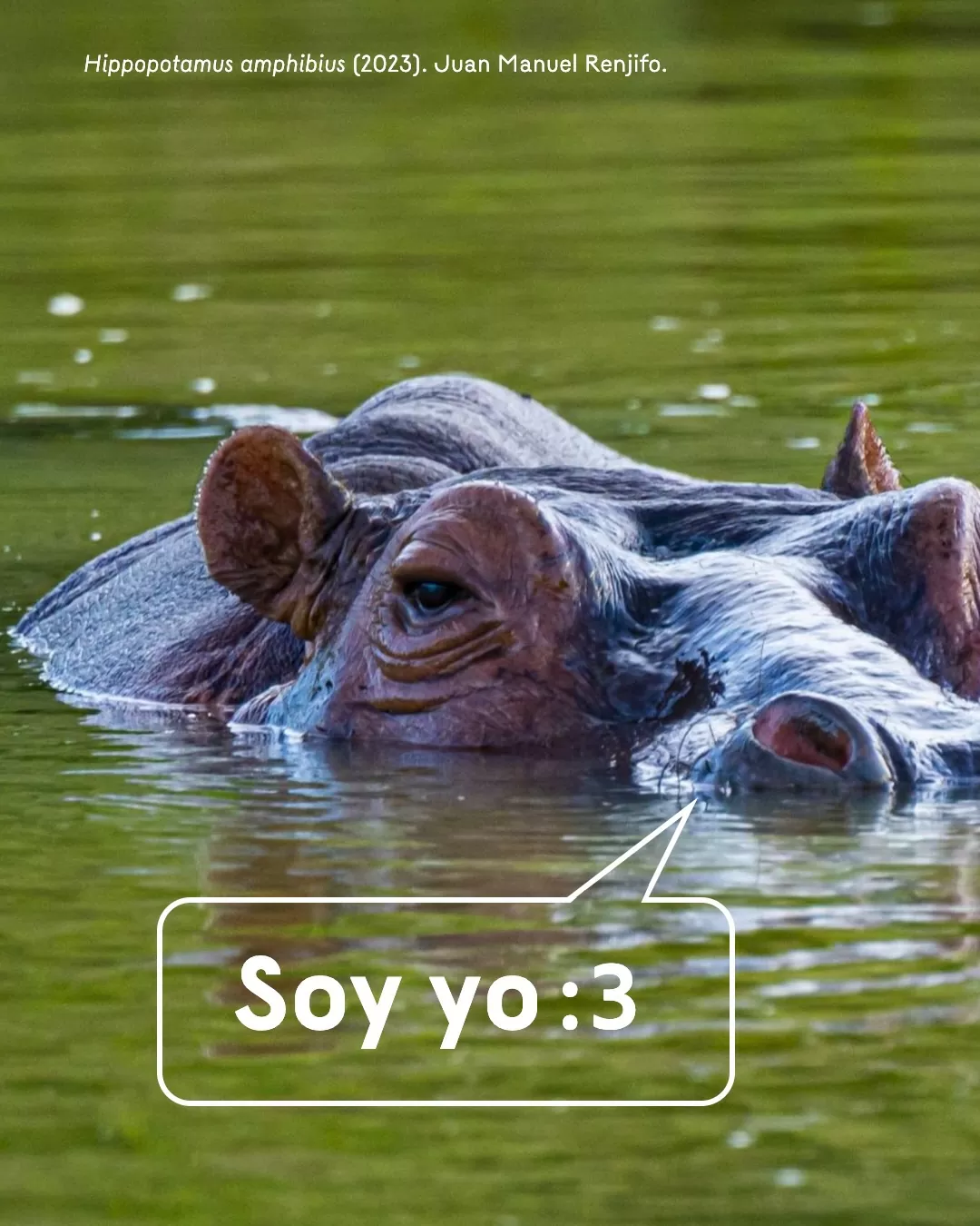 Fotografía de hipopótamo y el texto: Soy yo :3