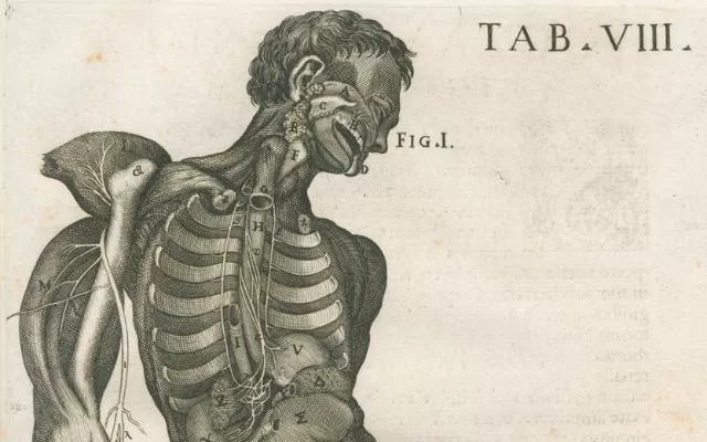 Pietro da Cortona. Tabulae anatomicae a celeberrimo pictore, 1741.