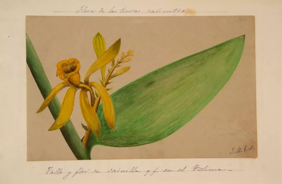 Ilustración de tallo y flor de vainilla