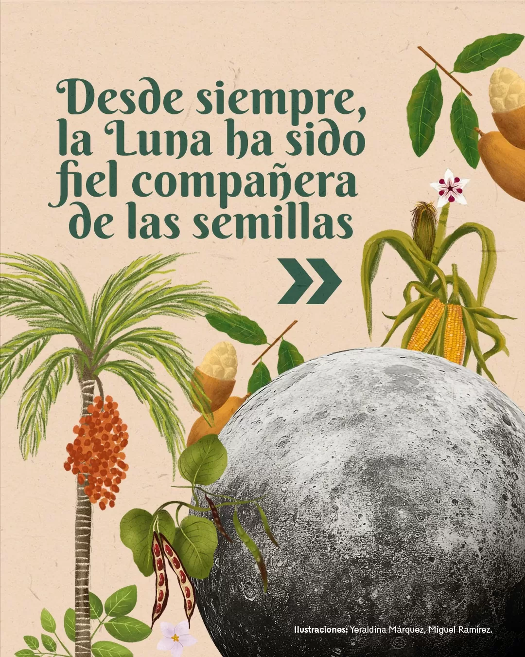 Desde siempre la luna ha sido fiel compañera de las semillas.
