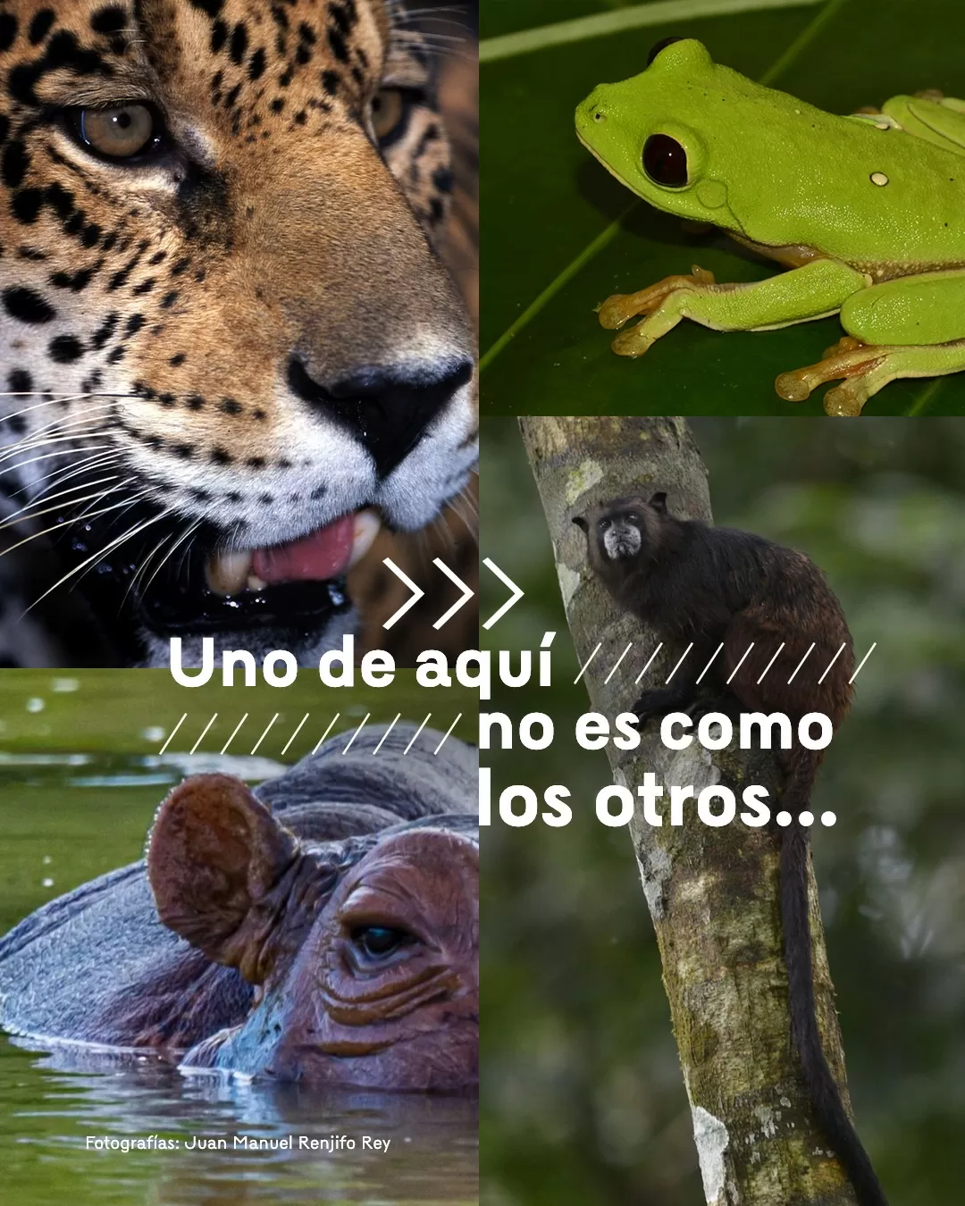 Fotografías de animales y el texto: Uno de aquí no es como los otros...