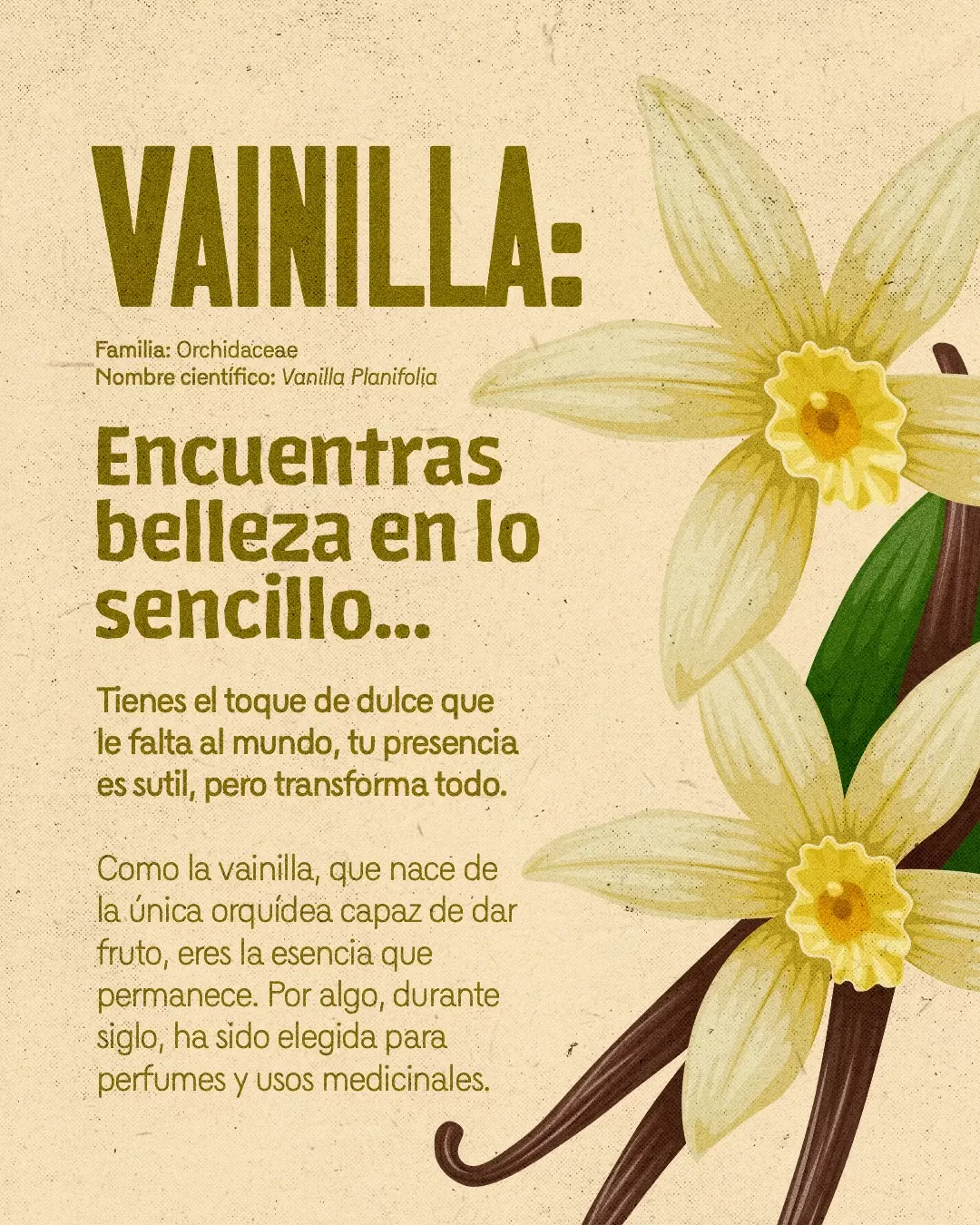 Imagen de flor de vainilla y el texto: Vainilla, encuentras la belleza en lo sencillo...