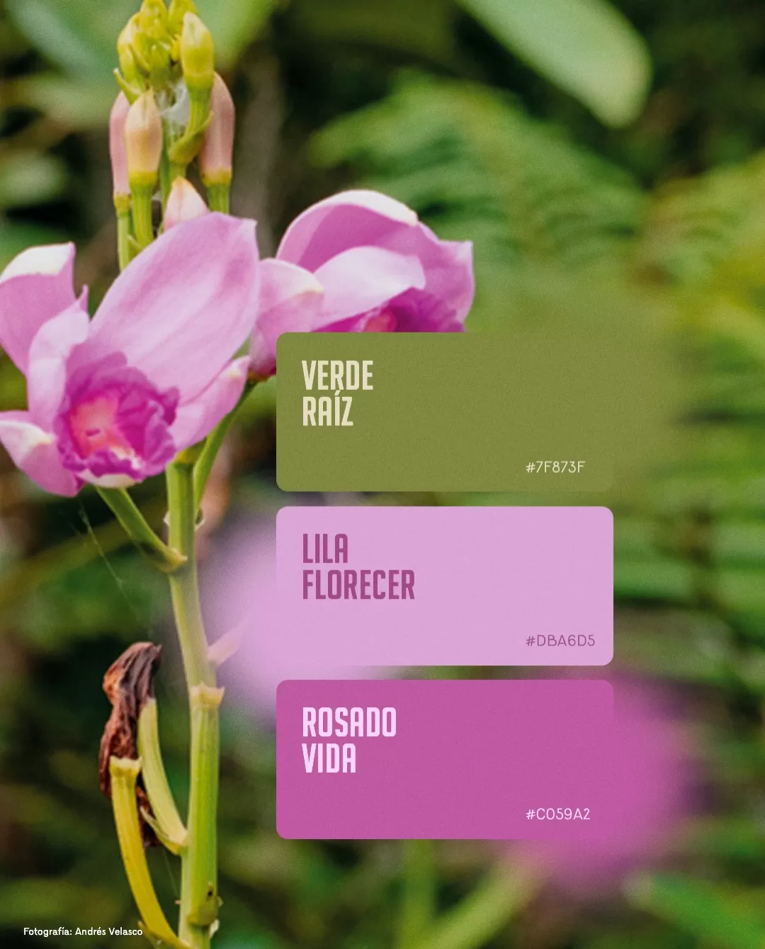 Fotografía de la Serranía de La Lindosa y el texto: Verde raíz, lila florecer y rosado vida