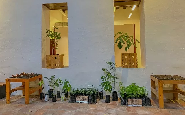 Grupo de plántulas y bandejas de germinación del vivero instalado en el Museo del Oro Tairona 