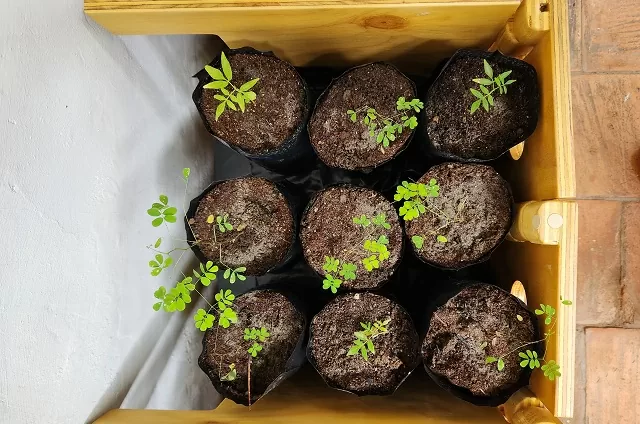 Árboles jóvenes de ébanos y cedros creciendo en el vivero del Centro Cultural Santa Marta 