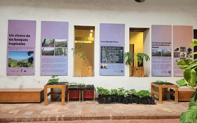 Árboles jóvenes creciendo en el vivero del Museo del Oro Tairona. En las paredes están los paneles que explican en el proyecto 