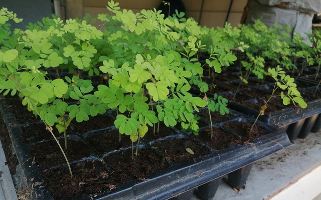 Detalle de las plántulas de Ebano en un germinador artificial, vivero Nascua de la Fundación Estación Biológica Bachaqueros