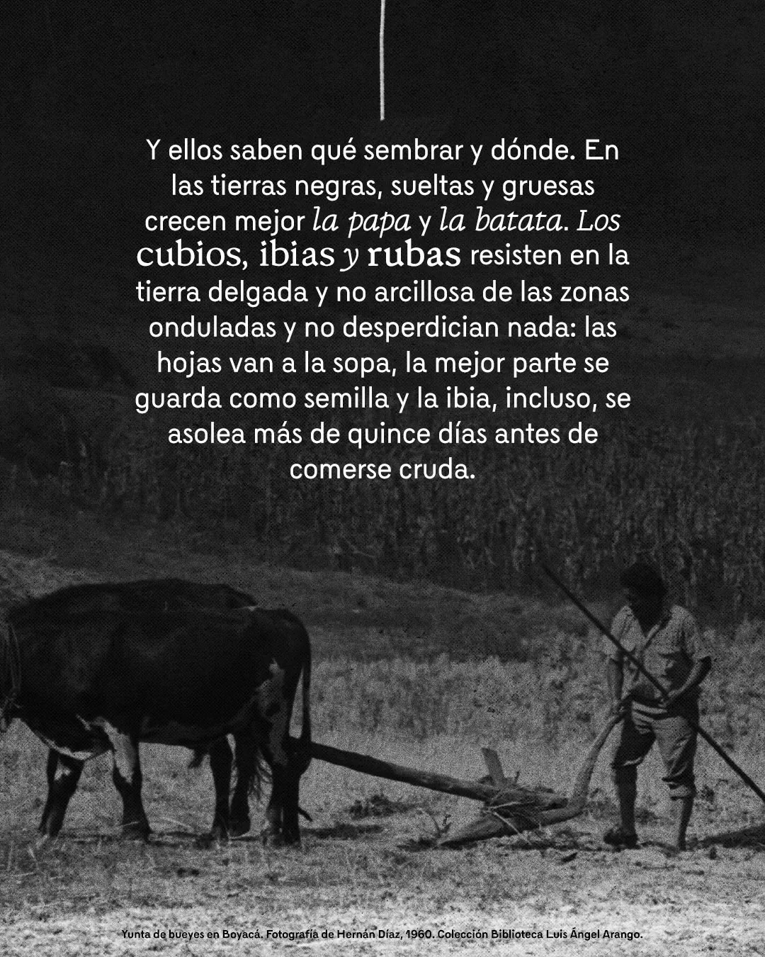 Fotografía de bueyes y el texto: Y ellos saben qué sembrar y dónde. En las tierras negras, sueltas y gruesas crecen mejor la papa y la batata. Los cubios, ibias y rubas resisten en la tierra delgada y no arcillosa de las zonas onduladas y no desperdician nada: las hojas van a la sopa, la mejor parte se guarda como semilla y la ibia, incluso, se asolea más de quince días antes de comerse cruda