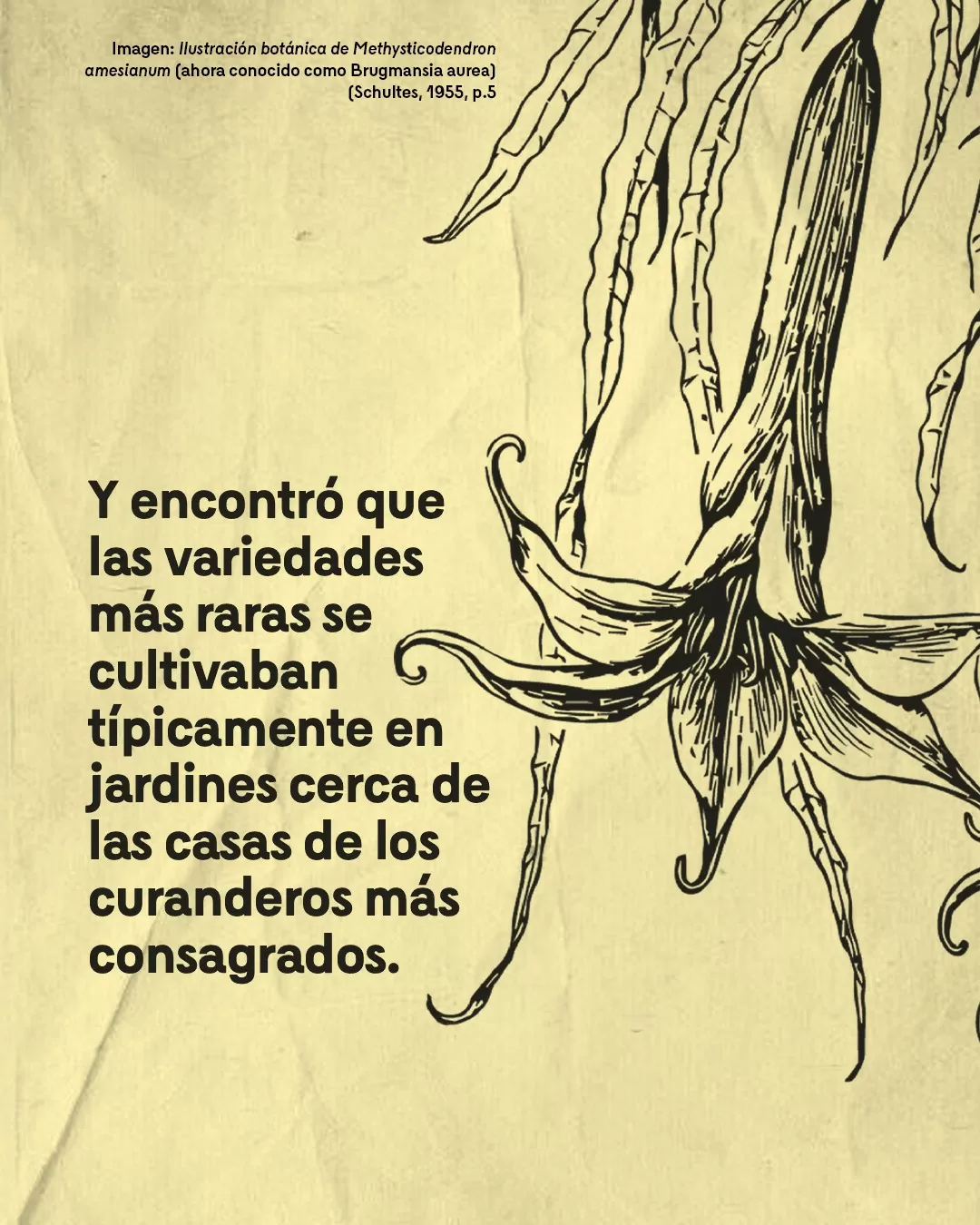 Ilustración de borrachero y el texto: Y encontró que las variedades más raras se cultivaban típicamente en jardines cerca de las casas de los curanderos más consagrados
