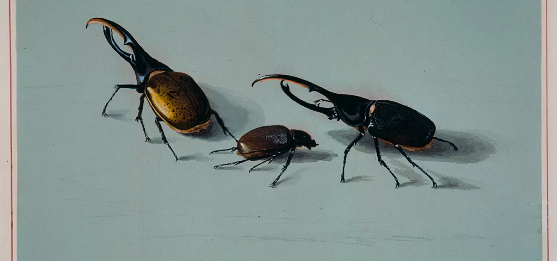 Dibujo de unos cucarrones del siglo XIX 