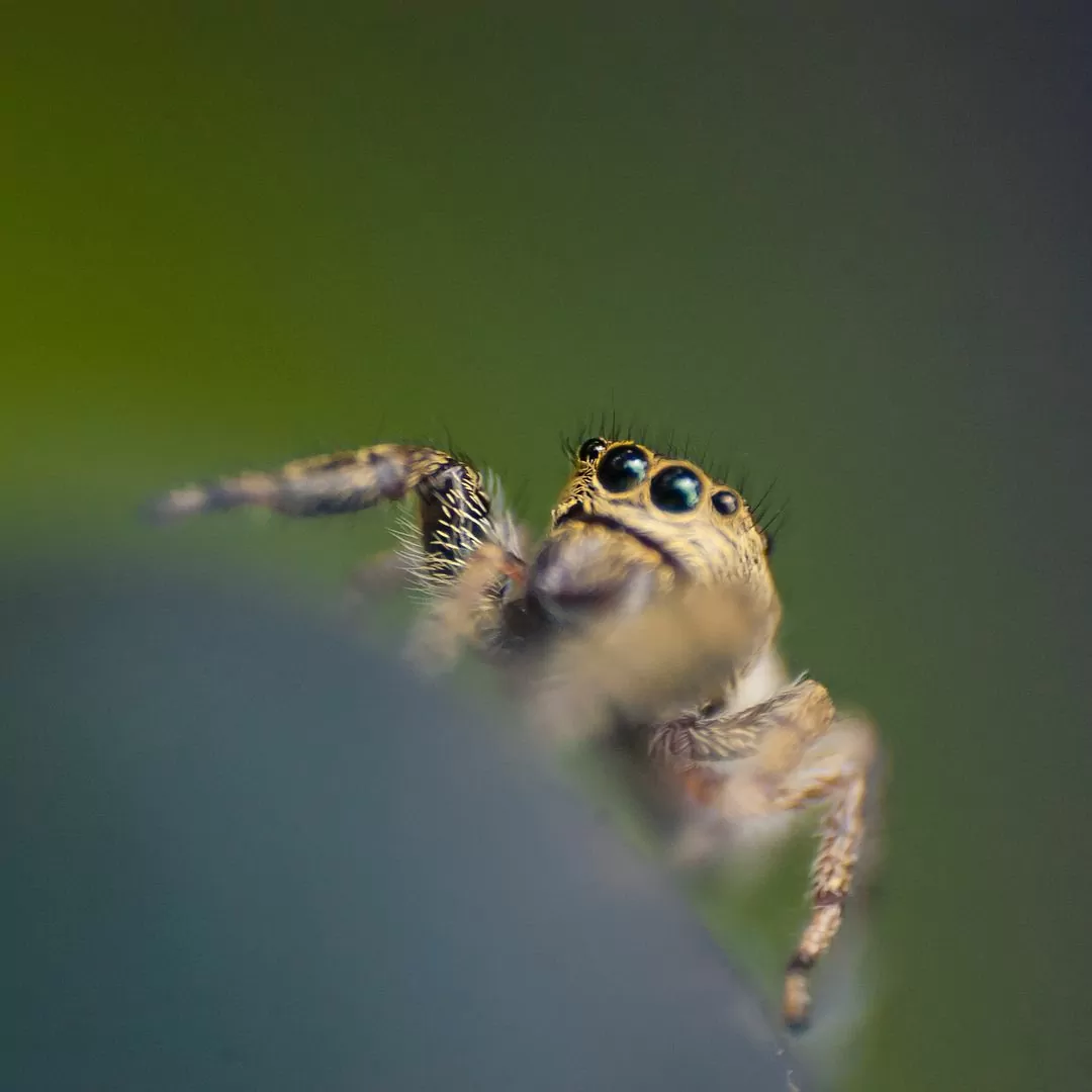 Macrofotografía de araña