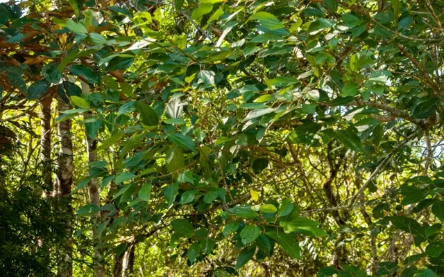 árbol alchornea Triplinervia
