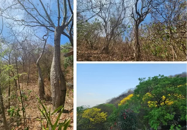 Ceiba bonga, palo de Brasil y cañahuates de los bosques secos de Santa Marta 