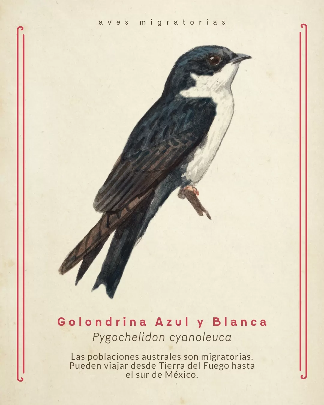 Aves migratorias que llegan o sobrevuelan Colombia. Golondrina Azul y Blanca. Pygochelidon Cyanoleuca