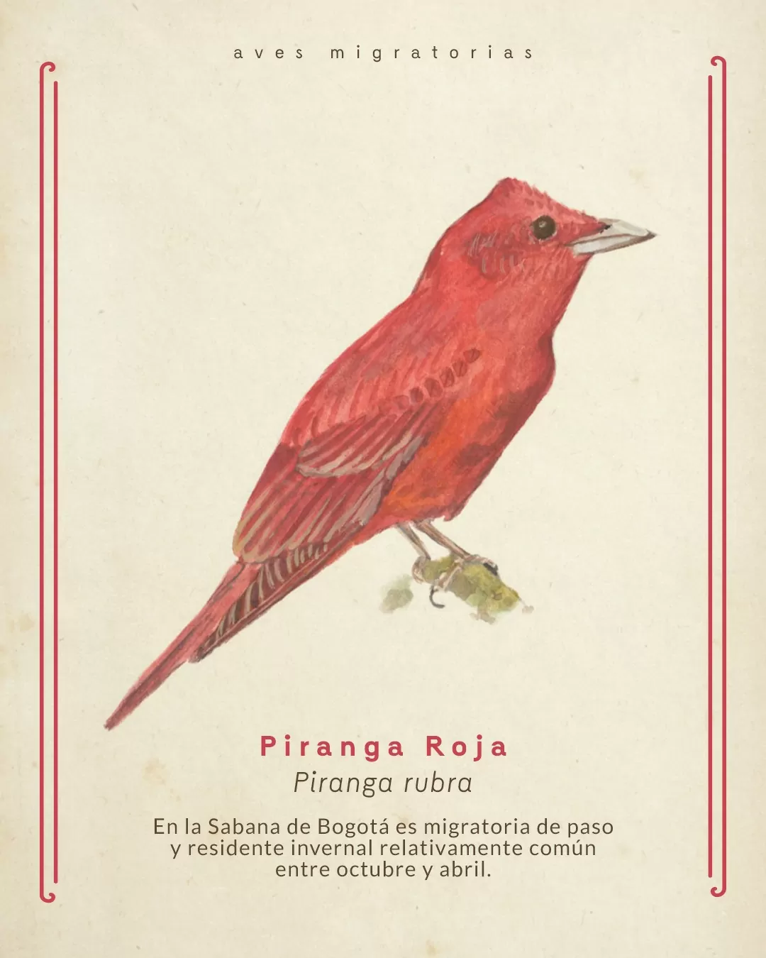 Aves migratorias que llegan o sobrevuelan Colombia. Piranga Roja. Piranga rubra