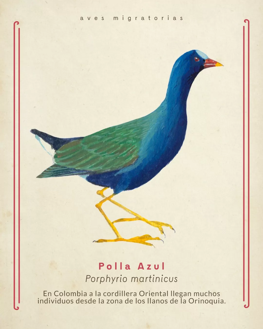Aves migratorias que llegan o sobrevuelan Colombia. Polla Azul. Porphyrio martinicus