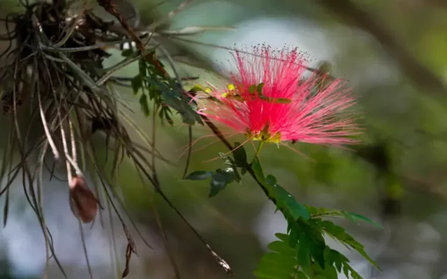 calliandra medellinensis - Medellín árbol 