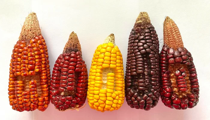 7 por ciento. Jenn Medina