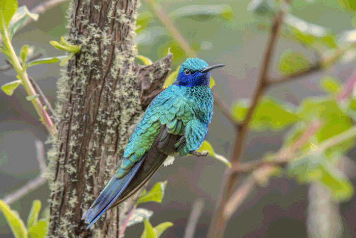 [2] En mayo de 2023 se ratificó a Colombia como el país con mayor variedad de aves del mundo. Colibrí rutilante (Colibri coruscans) 2017. 