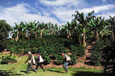 [7] Tres caminantes. Paisaje Cultural Cafetero, 2013/ Óscar Pérez “Creative Commons” por Señal Memoria