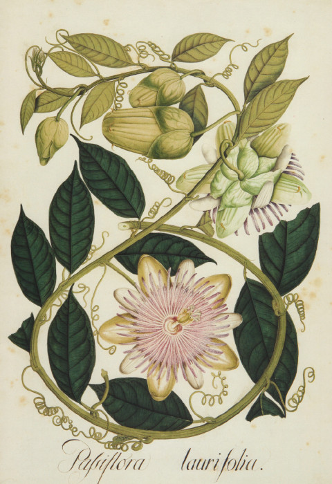 [5] Passiflora laurifolia Ca. 1783-1816, témpera sobre papel Reg. DIV. III A-2015. Nicolás Cortés Alcocer (¿?-1816)